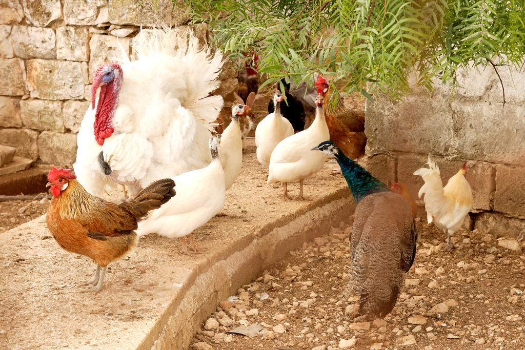 Masseria Curatori モノーポリ エクステリア 写真