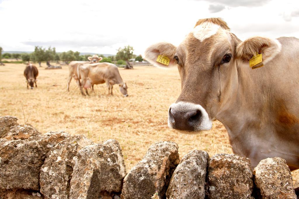 Masseria Curatori モノーポリ エクステリア 写真