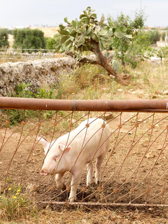 Masseria Curatori モノーポリ エクステリア 写真